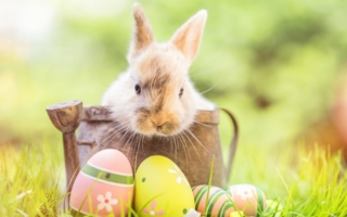 Ostern-Ostereier-Hase.jpeg